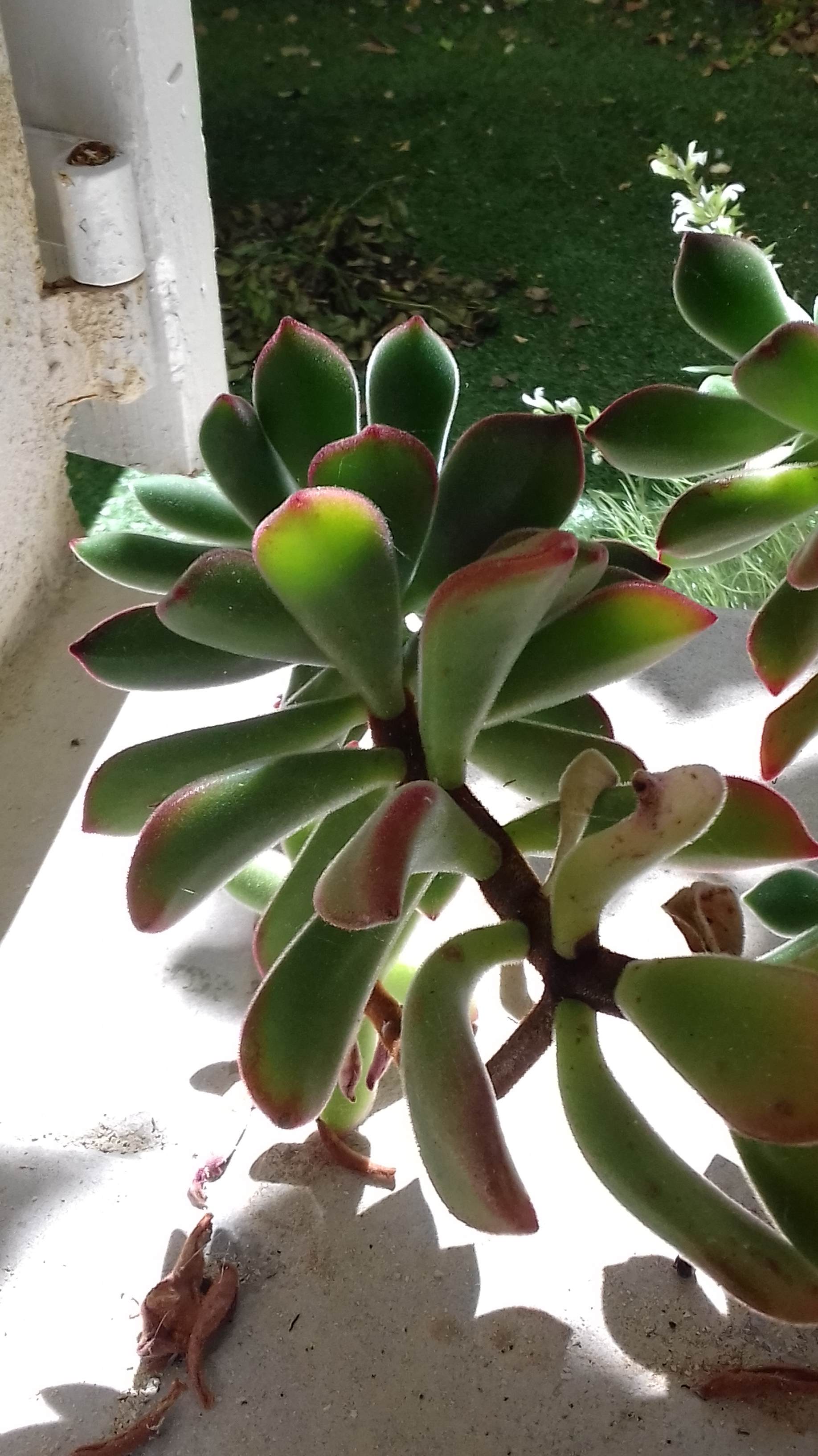 Annexe Plante grasse.jpg