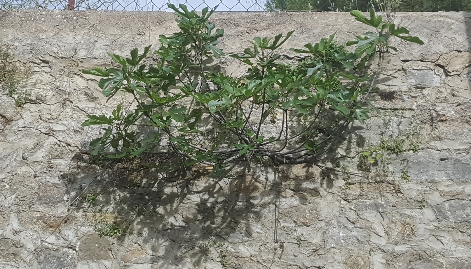 Annexe figuier 2.jpg