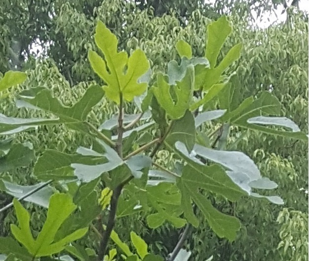 Annexe figuier 3.jpg