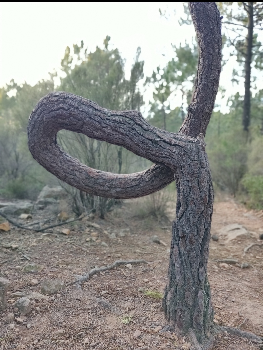 Annexe Screenshot_20200504-170806__01.jpg