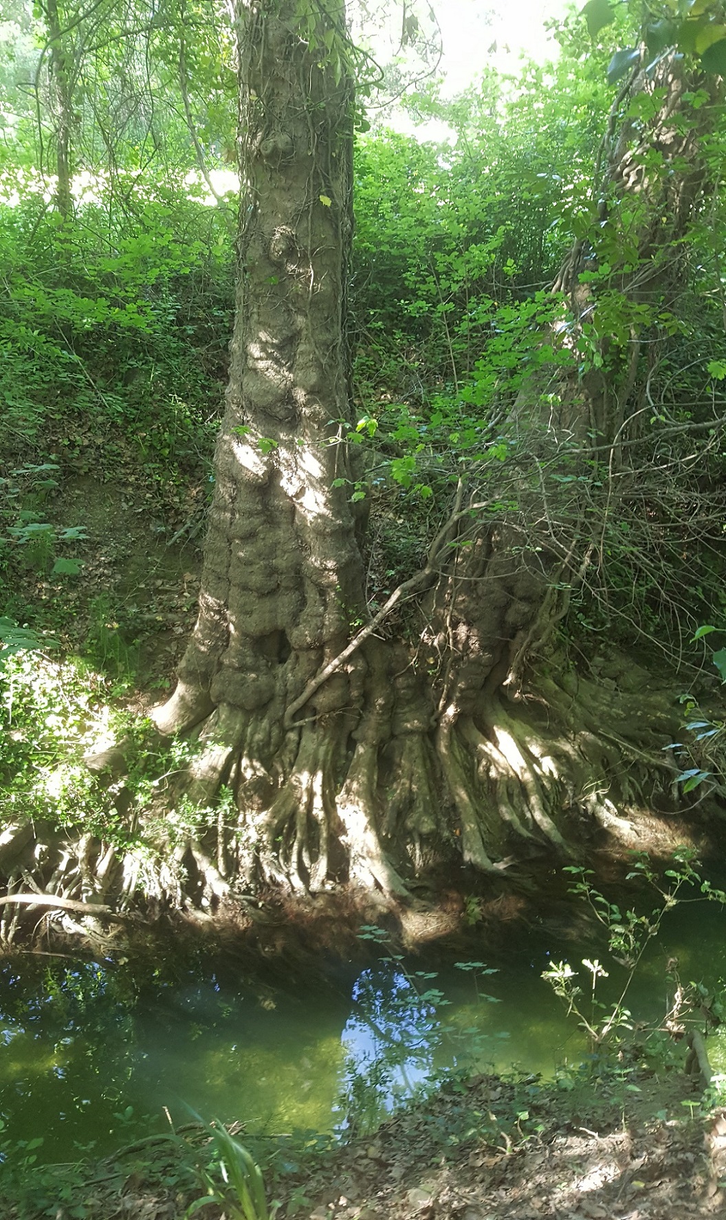 Annexe 2020 05_ripisylve Lez 1.jpg