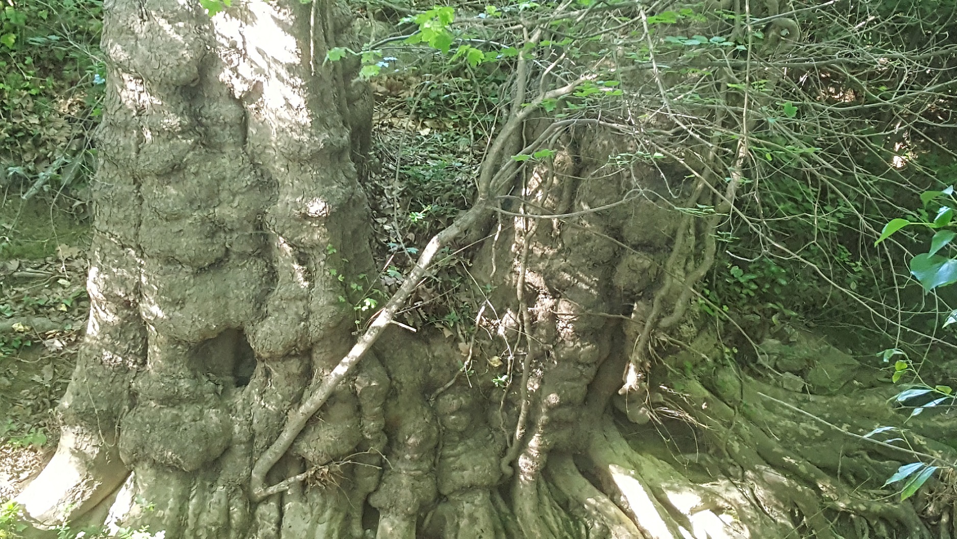 Annexe 2020 05_ripisylve Lez 2.jpg