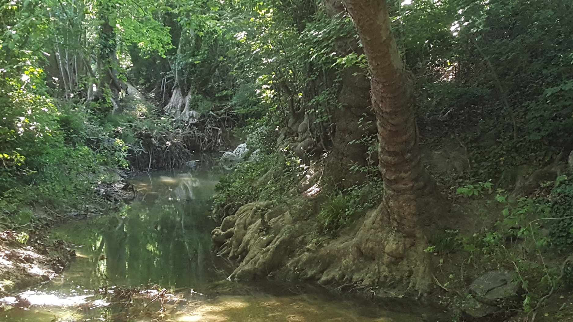 Annexe 2020 05_ripisylve Lez 3.jpg