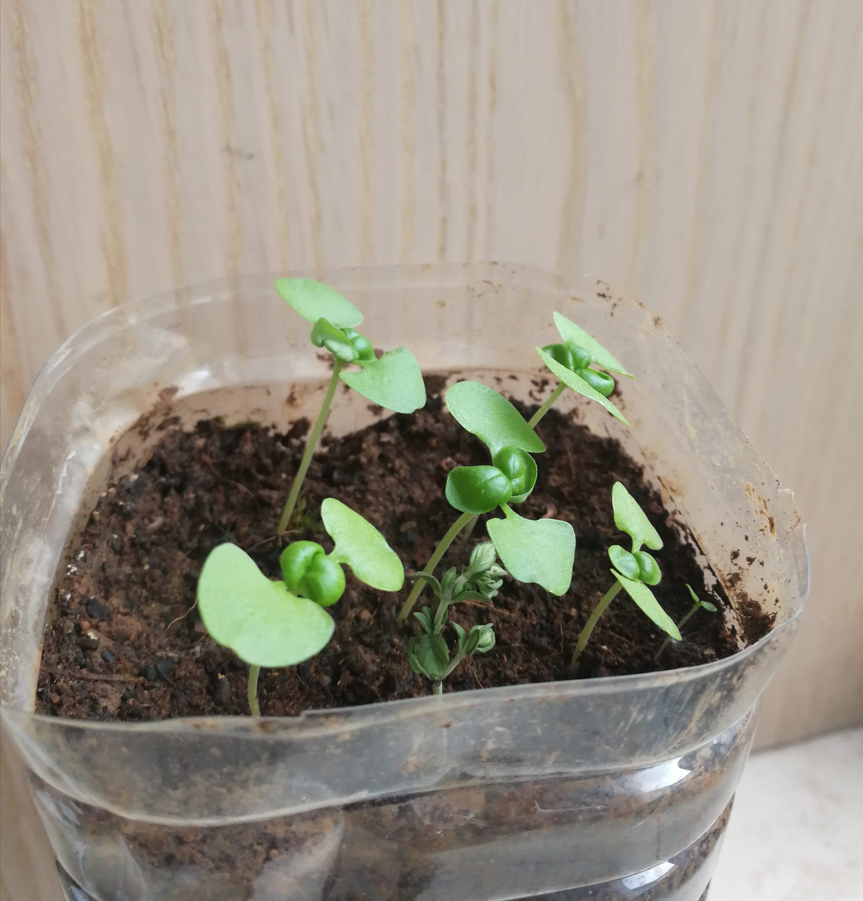 Annexe IMG_20200504_181514.jpg