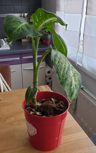 Annexe xx20200504_182017.jpg