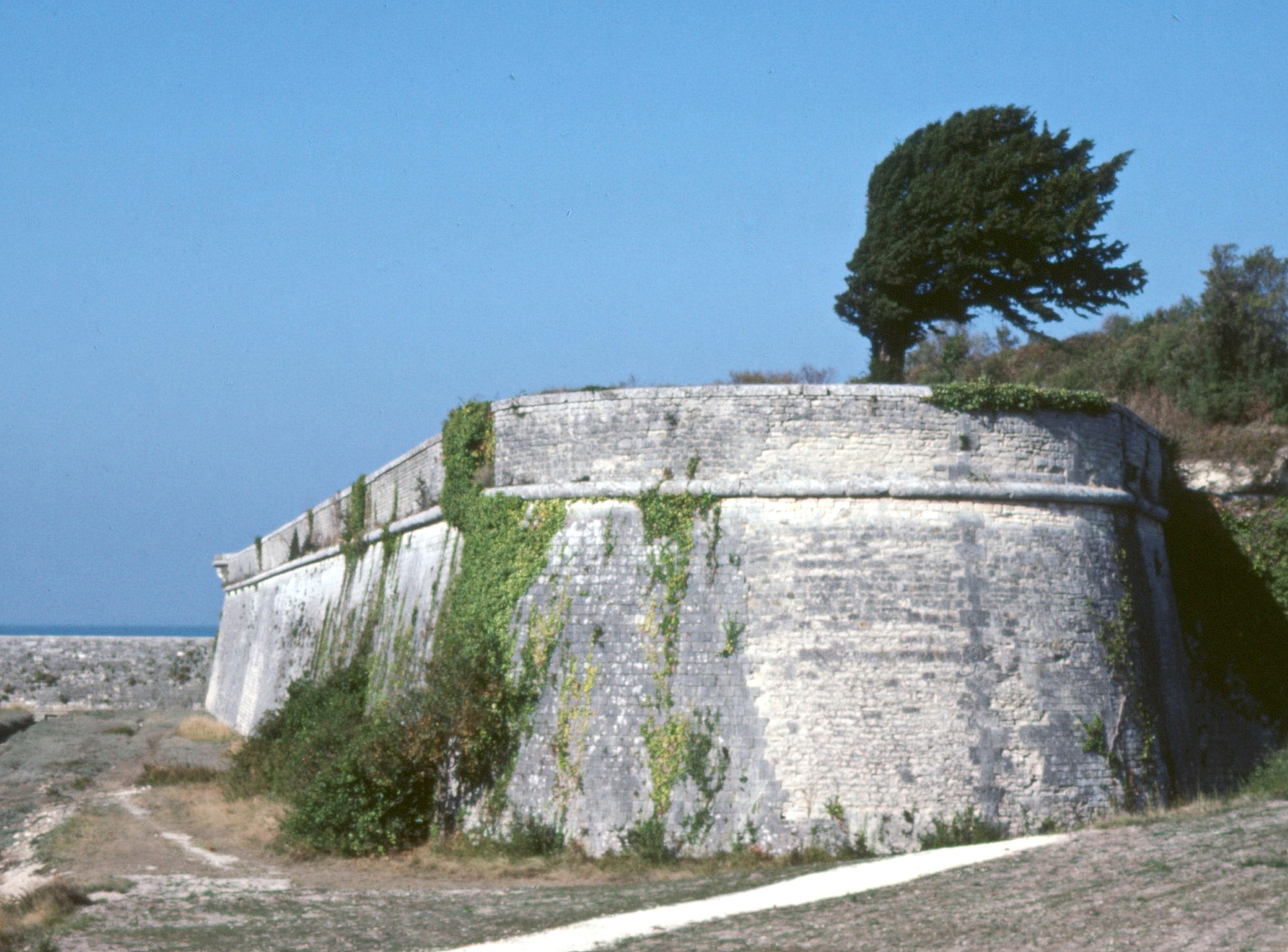 Annexe Arbre en drapeau Ile de Ré.jpg
