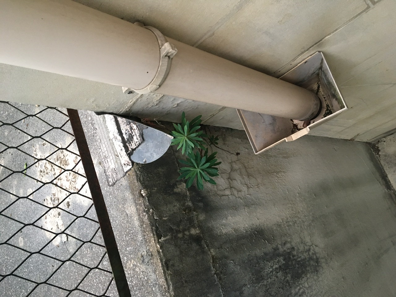 Annexe Euphorbia Characias.jpeg