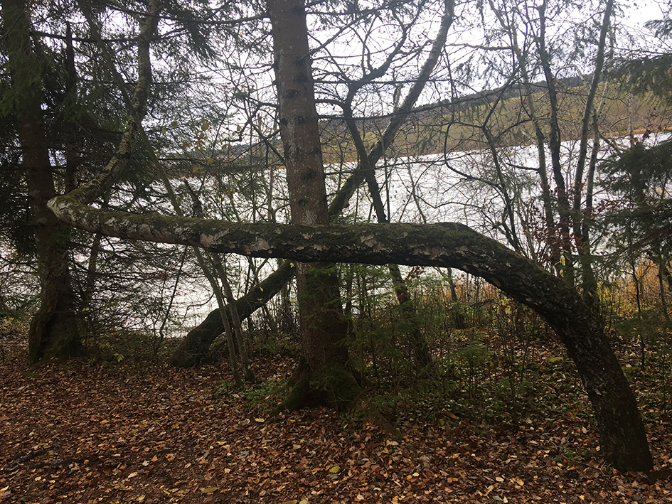 Annexe bouleaubizarre.jpg