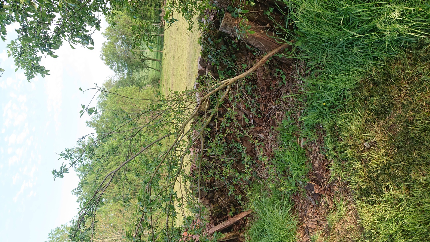 Annexe DSC_0217-ConvertImage.jpg