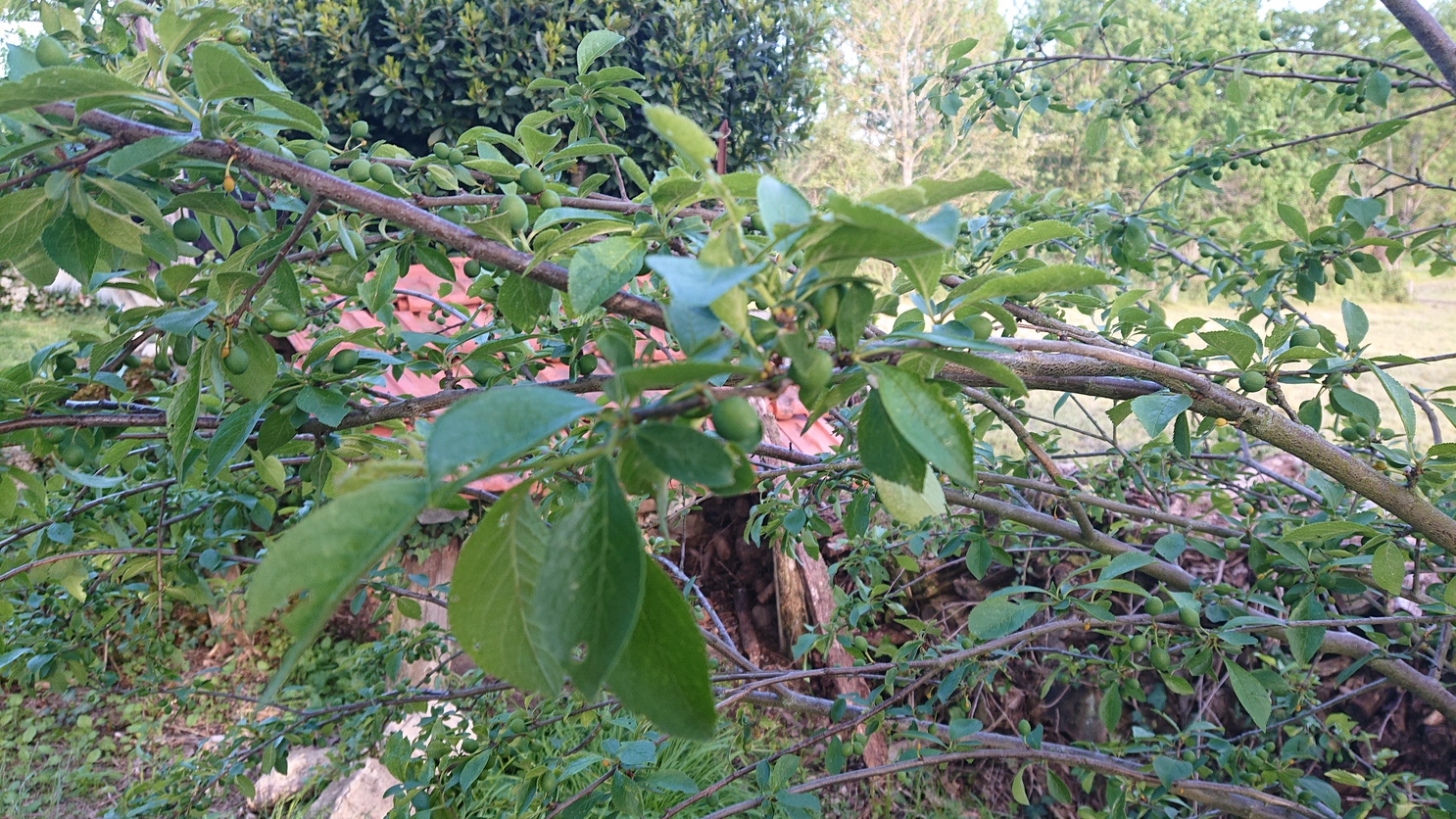 Annexe DSC_0220-ConvertImage.jpg