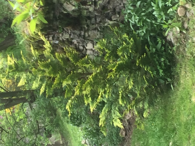 Annexe Cyprès .jpeg