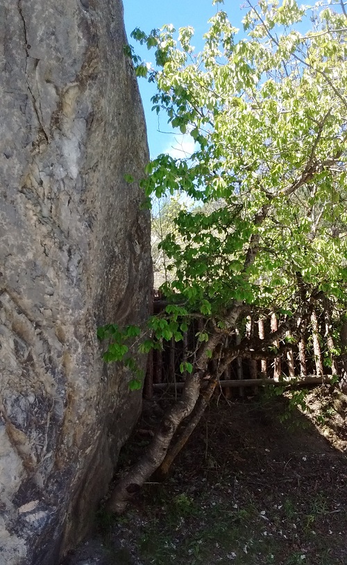 Annexe Rocher sur cerisier..jpg