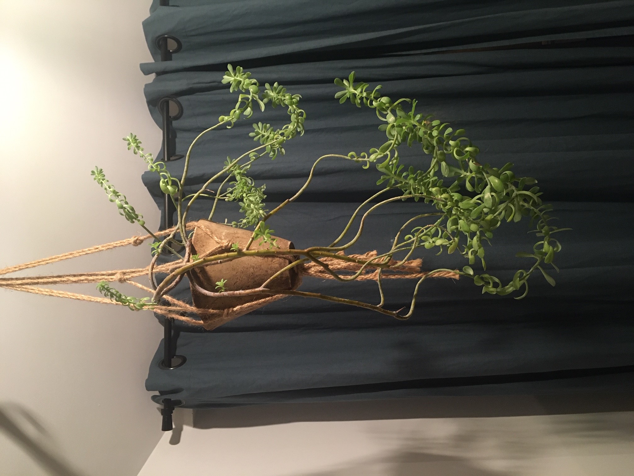 Annexe Plante bizarre.jpg