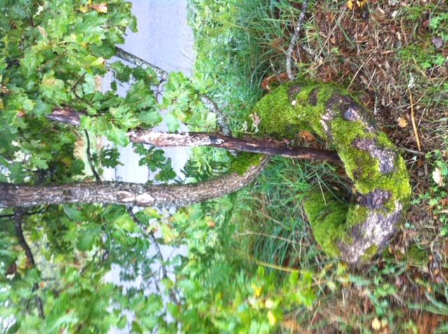 Annexe Larbre qui se prenait pour un boa !