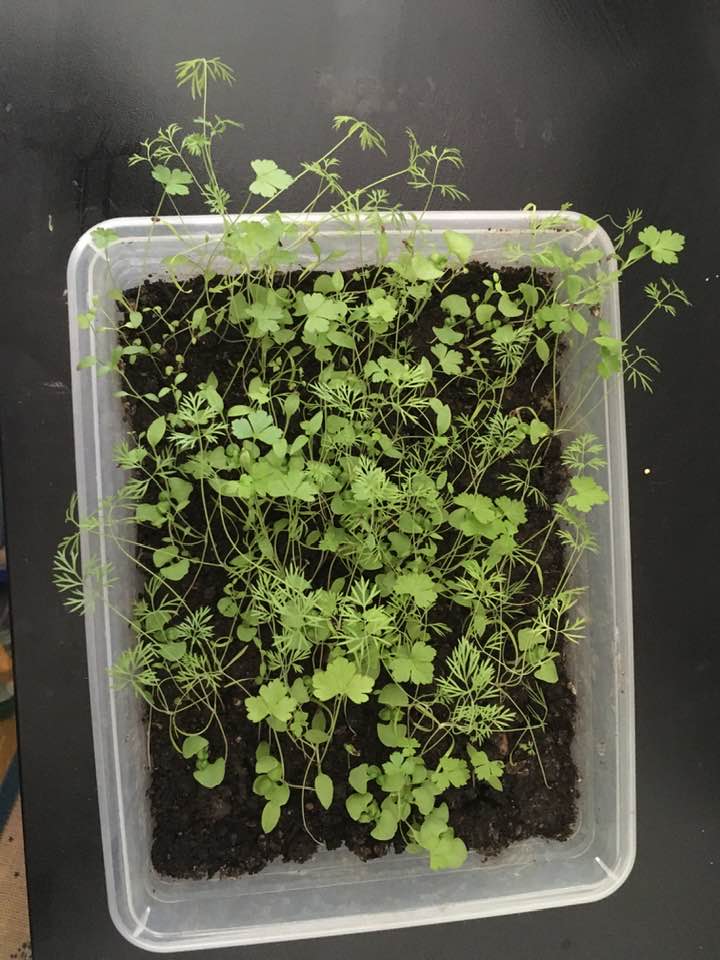 Annexe 95853634_10220952243651899_1448927364997185536_n.jpg