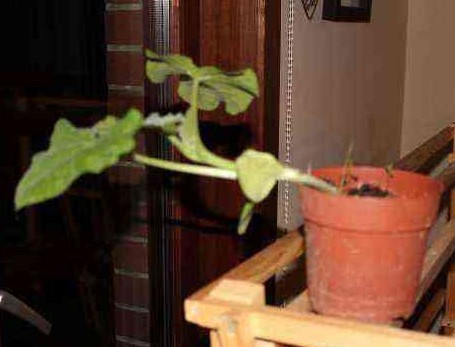 Annexe plant de curcubitacée.JPG