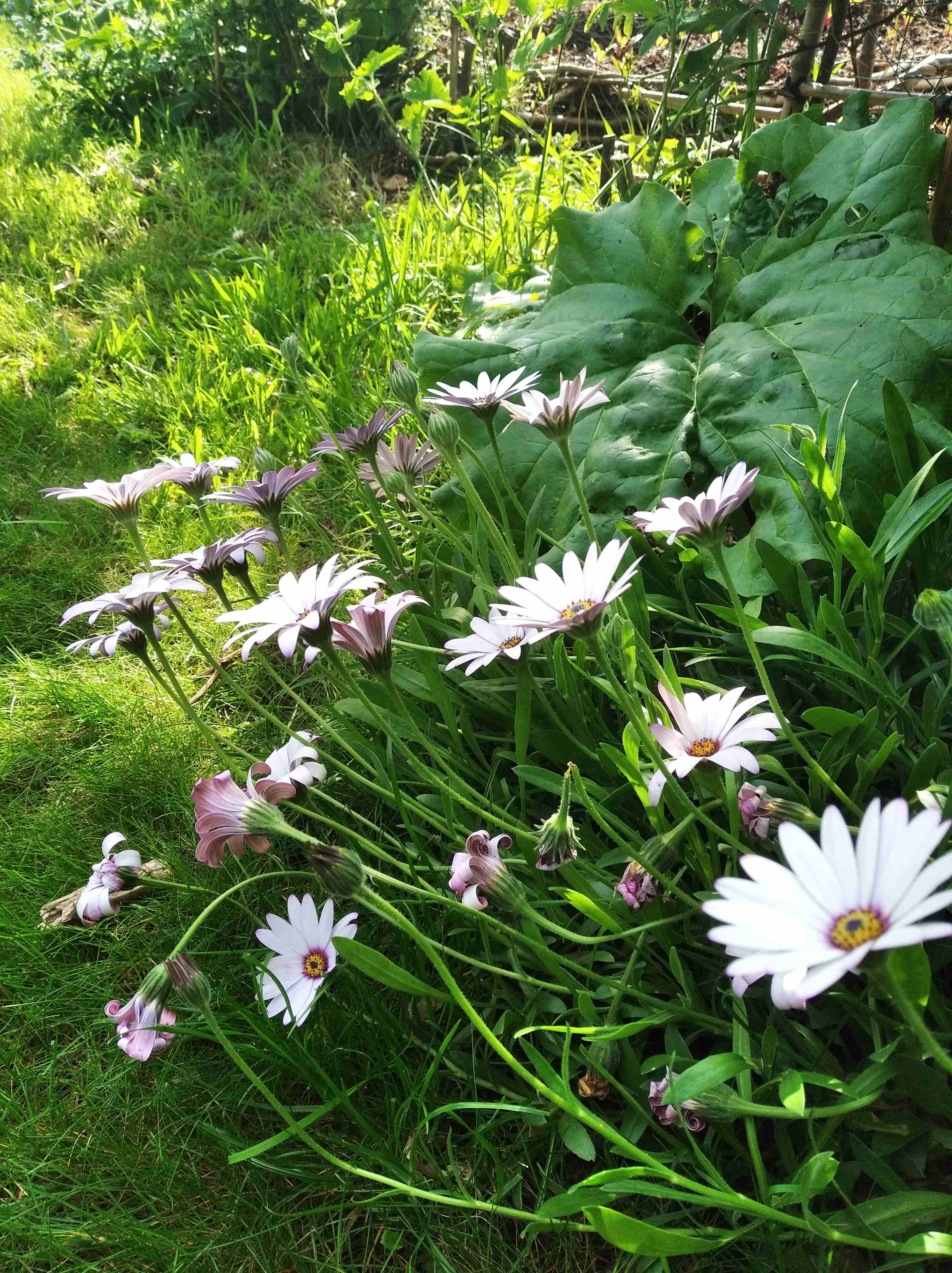 Annexe IMG_20200508_101643.jpg