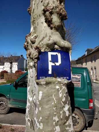 platane avec poteau incrusté