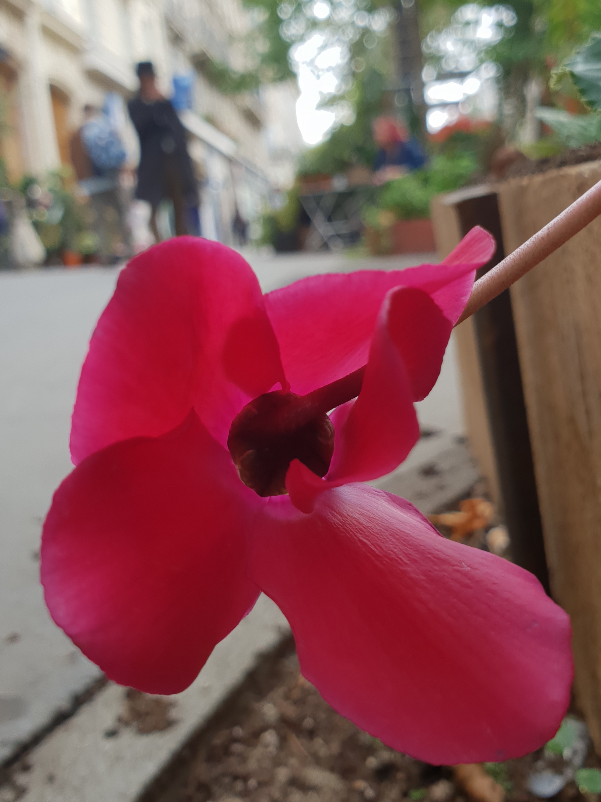 cyclamen à paris été