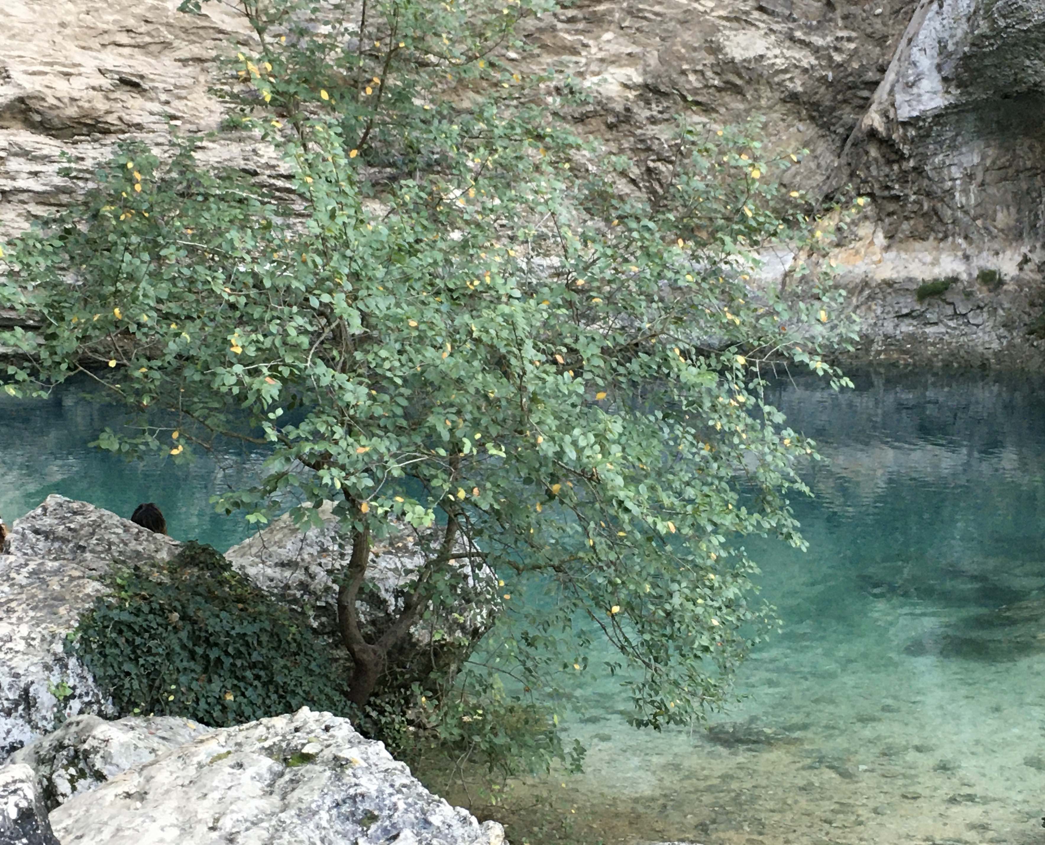 arbre au milieu des rochers