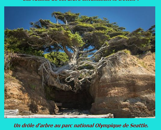 arbre bizarre