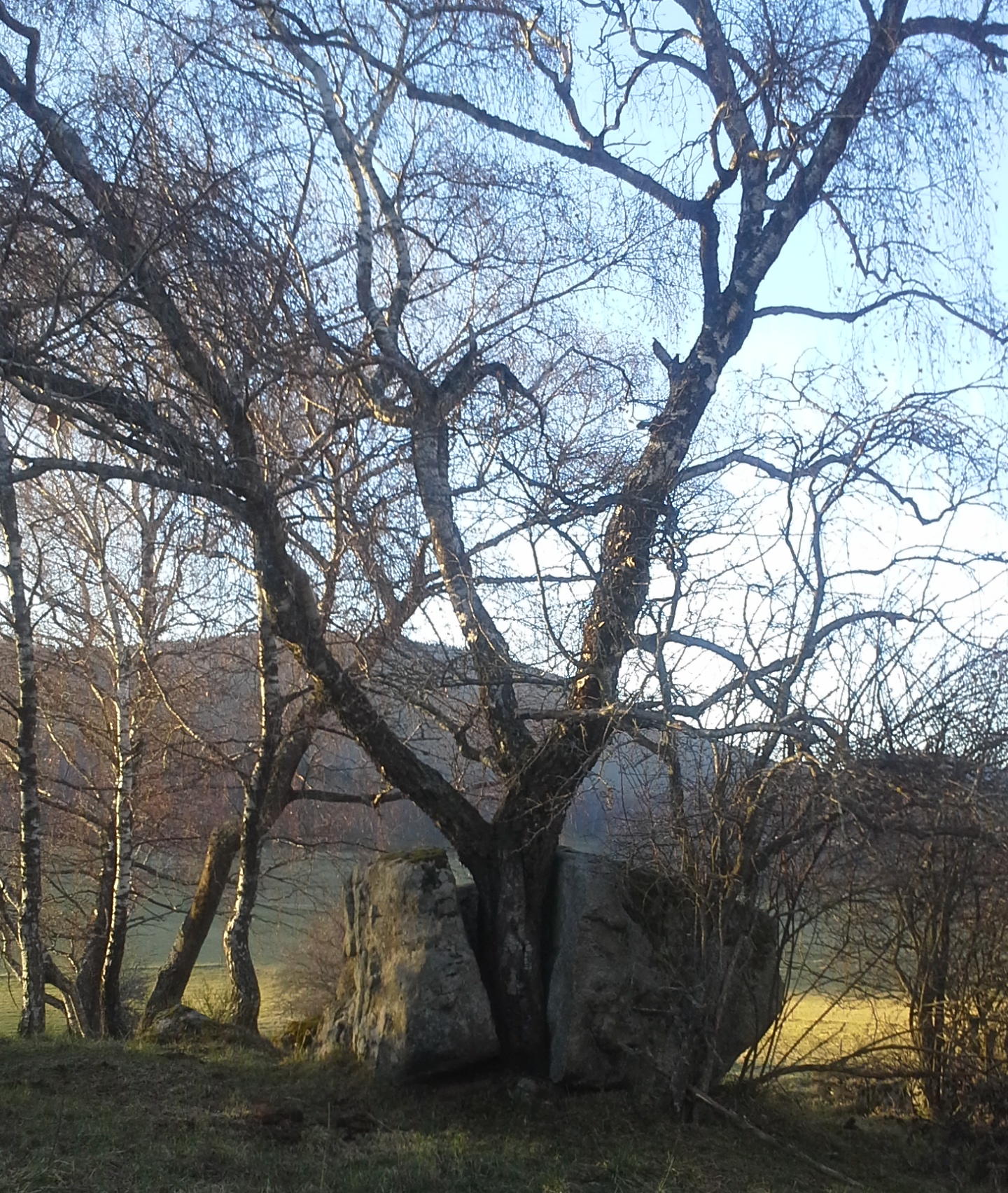 l'arbre et la pierre