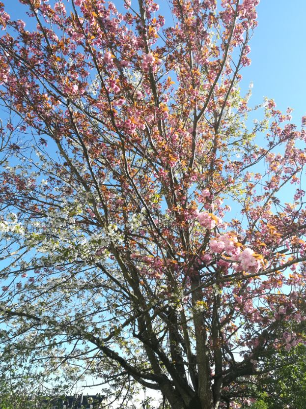Arbre fruitier en fleurs