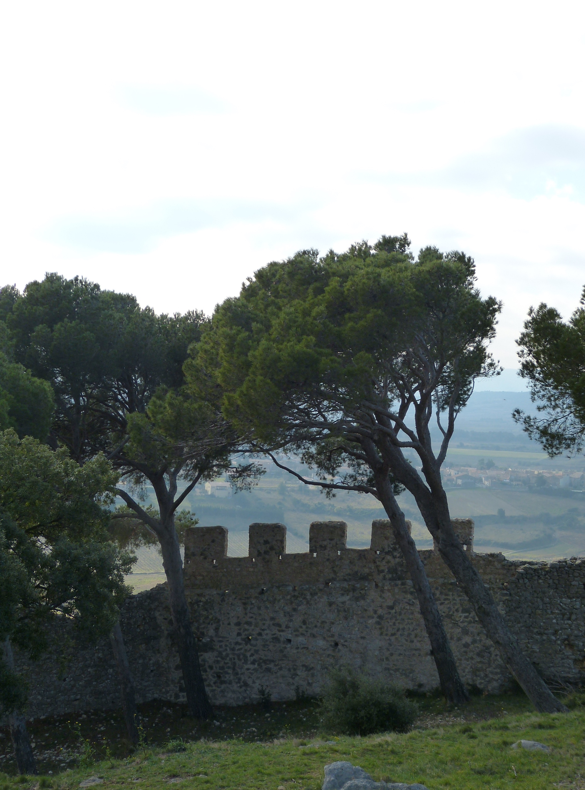 Pins inclinés sous l'effet du vent