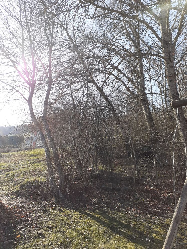 arbres penchés par le vent