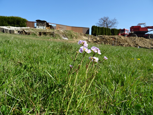 tige penchée vers le sud