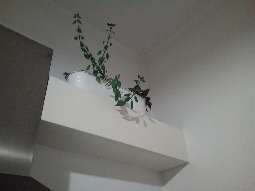 plante en hauteur tordue vers le bas