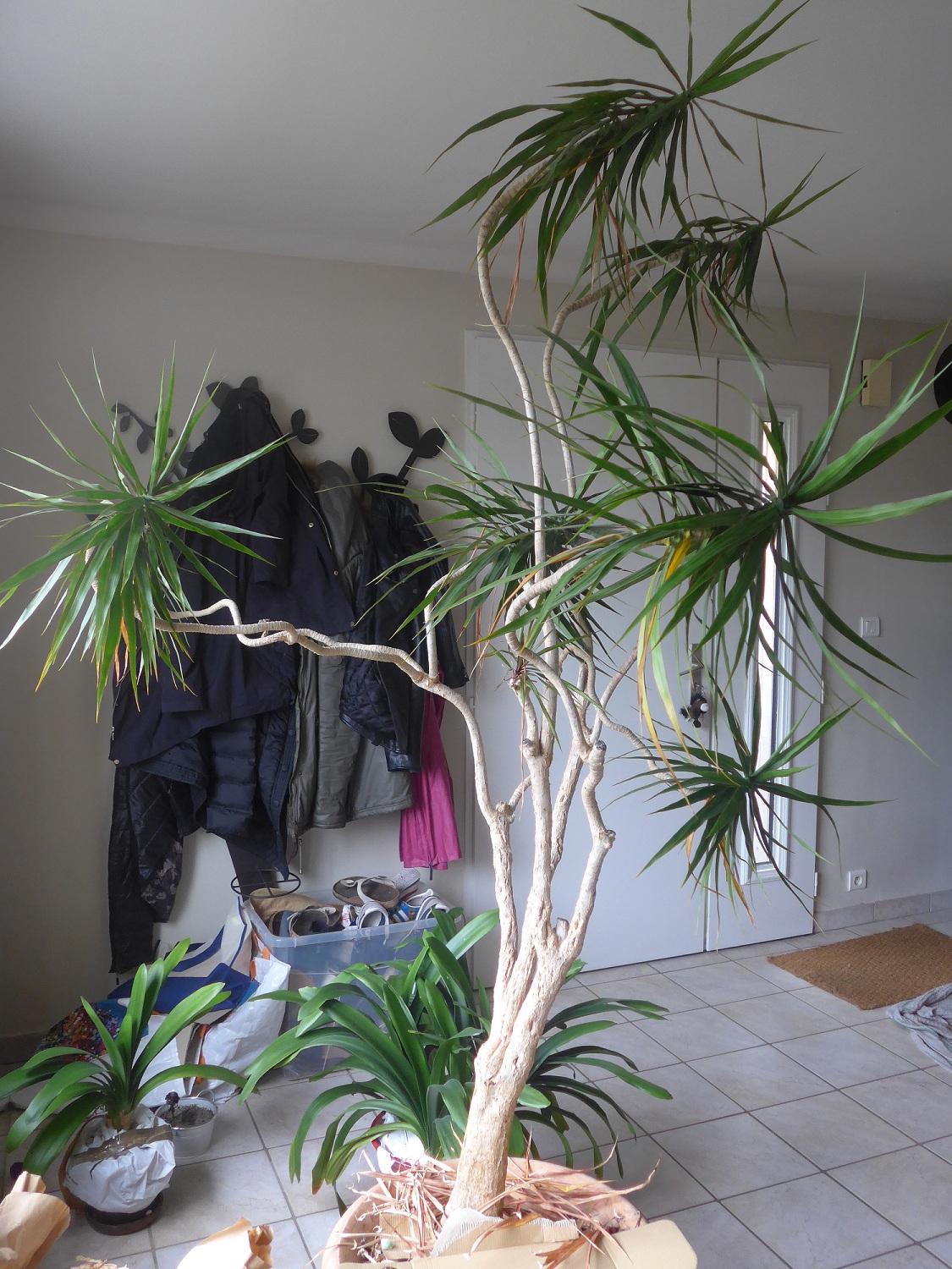 Dracaena
