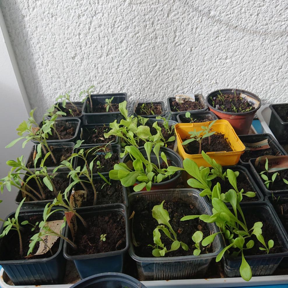 semis salade et tomate