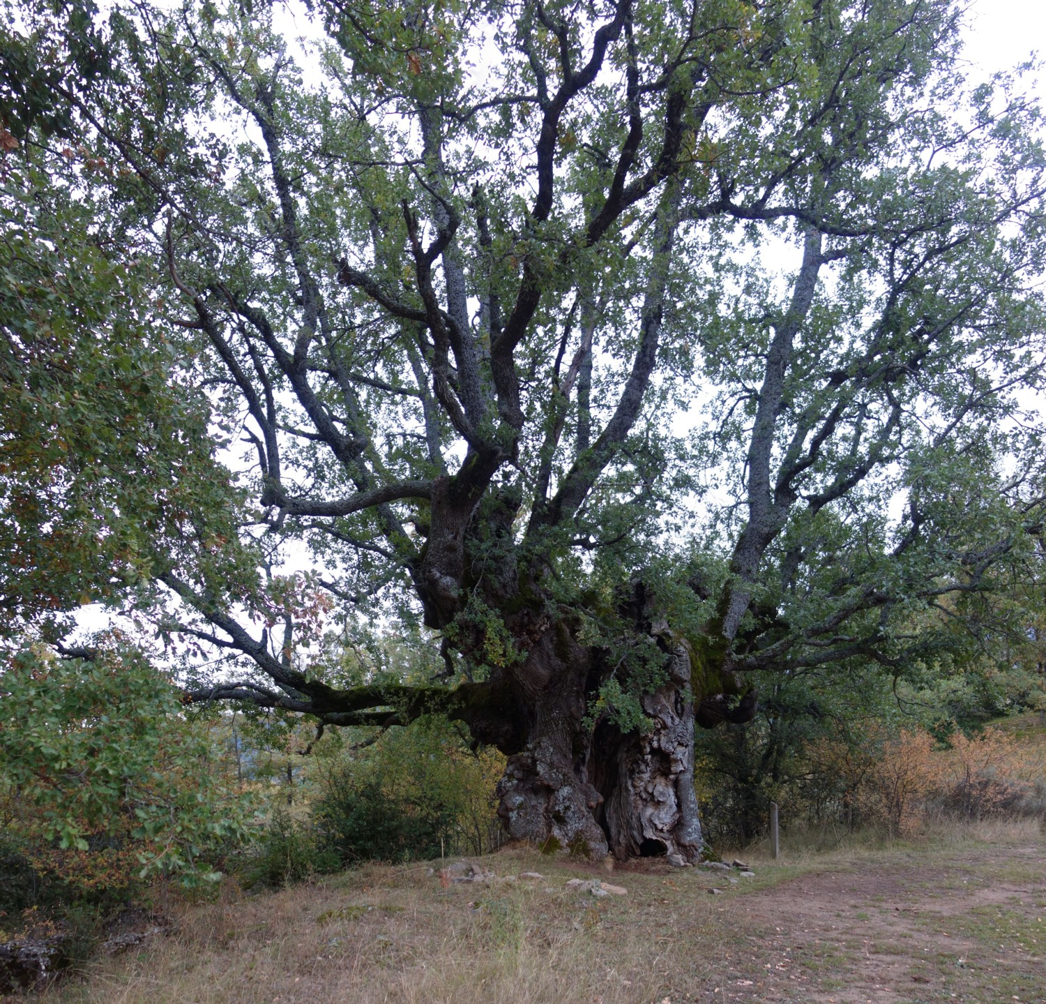 Ce chên est difforme du fait du prélèvement de ses branches basses par l'homme comme bois de chauffage ou matériau de construction. Je l'ai photographié en novembre 2019 dans la région de Nocito en Espagne.