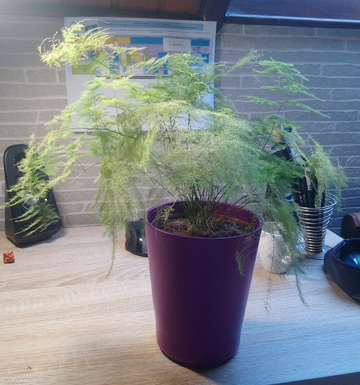 Aperçu de l’image