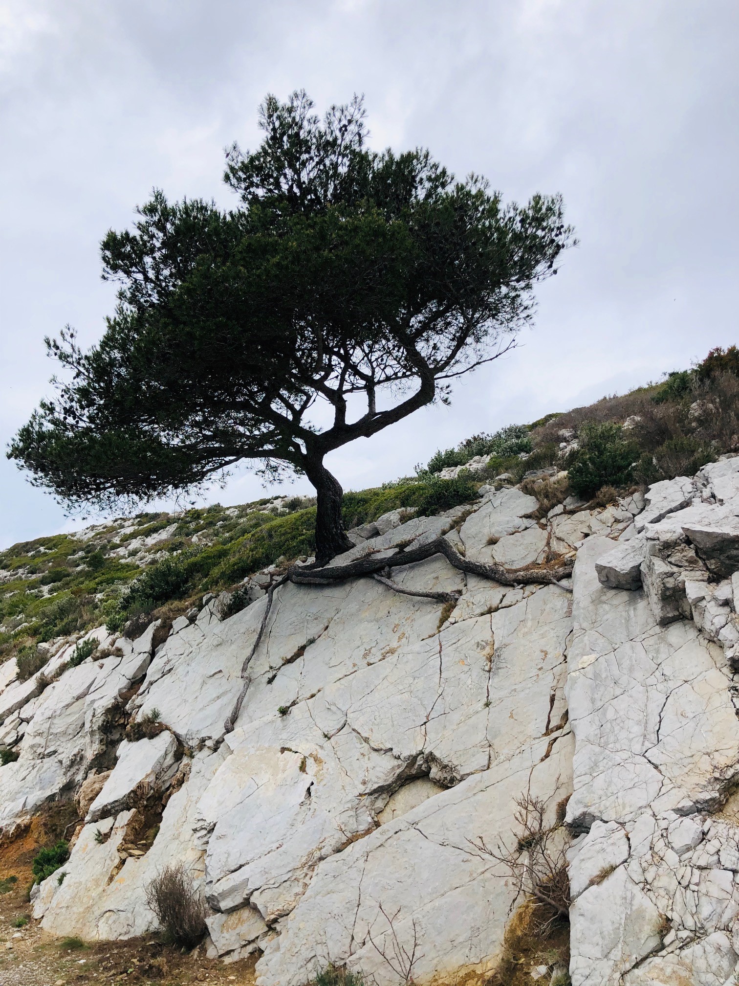 arbre sur un sentier