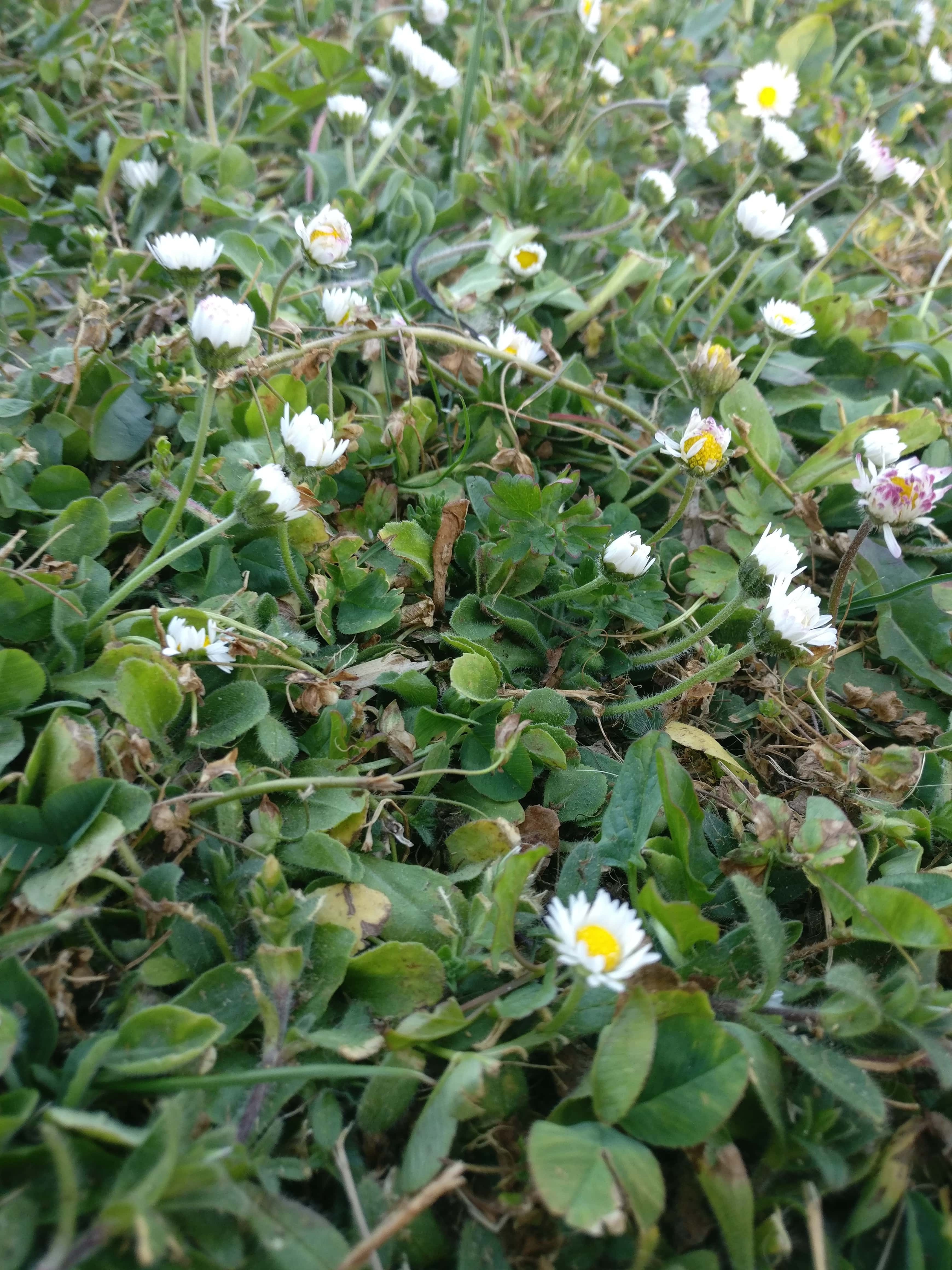 Bellis perennis