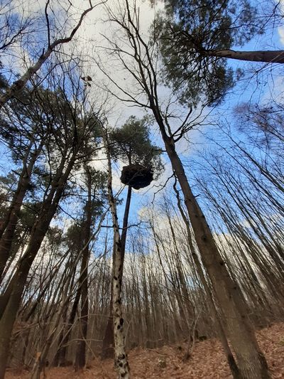 Pin bizarre bois de Tous Vents