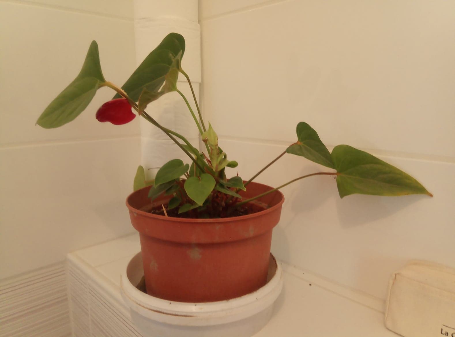 anthurium
