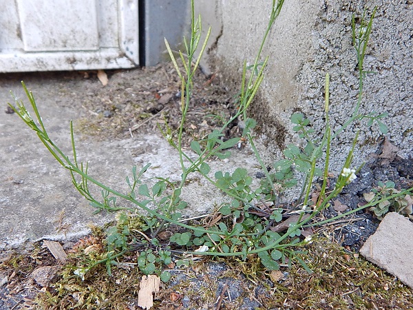 Cardamines dans le bitume