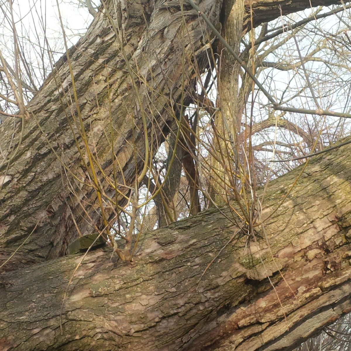 Saule - balais de sorcière