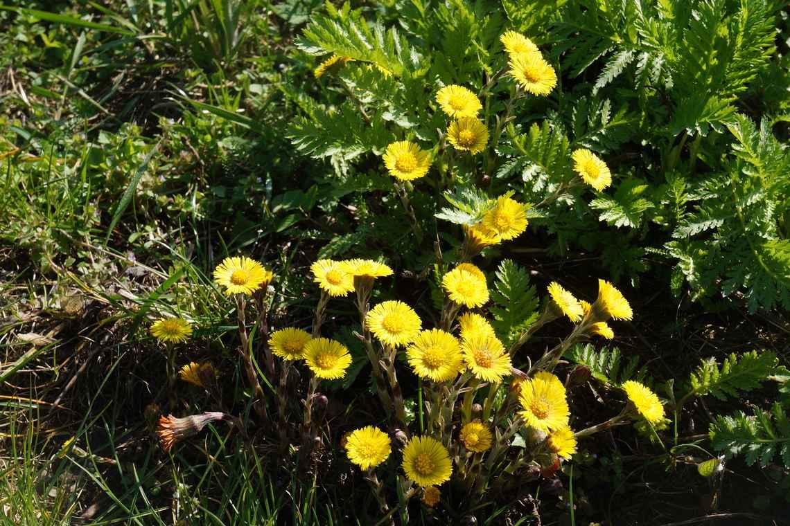 tussilage ou pas d'ane