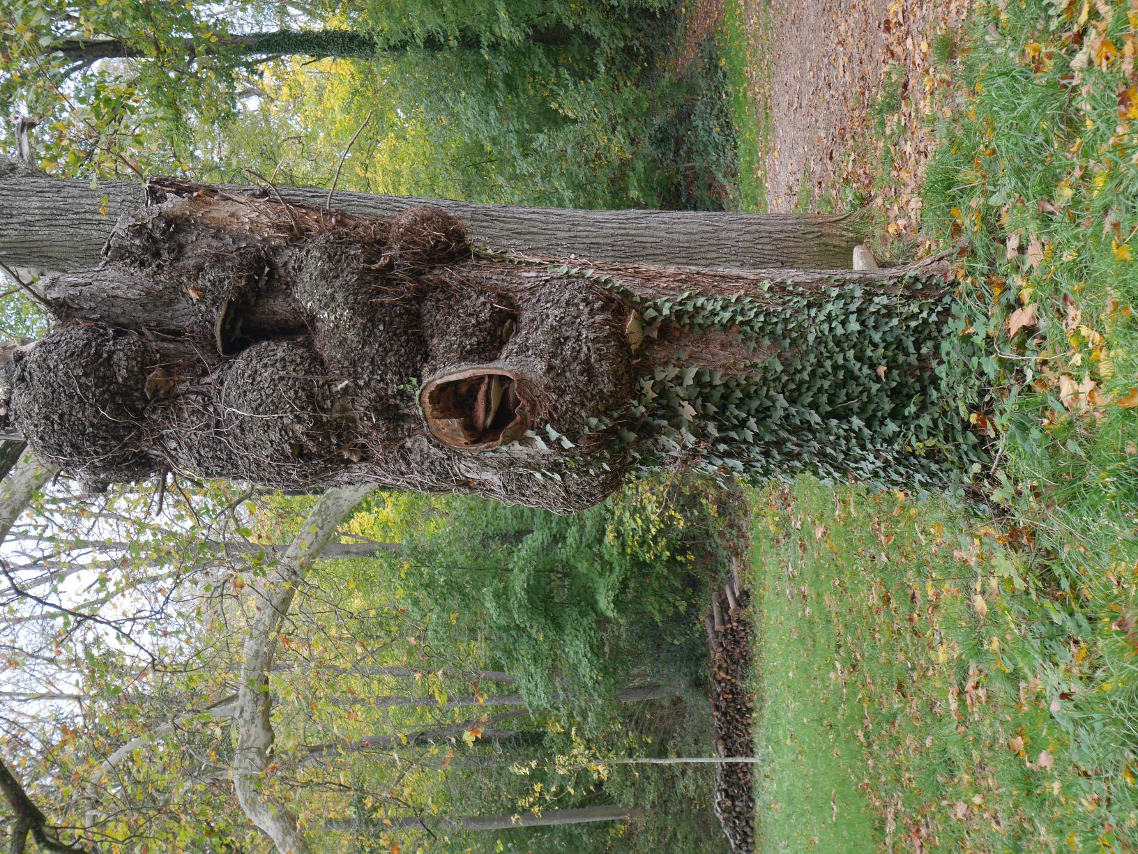 Tronc avec des loupes