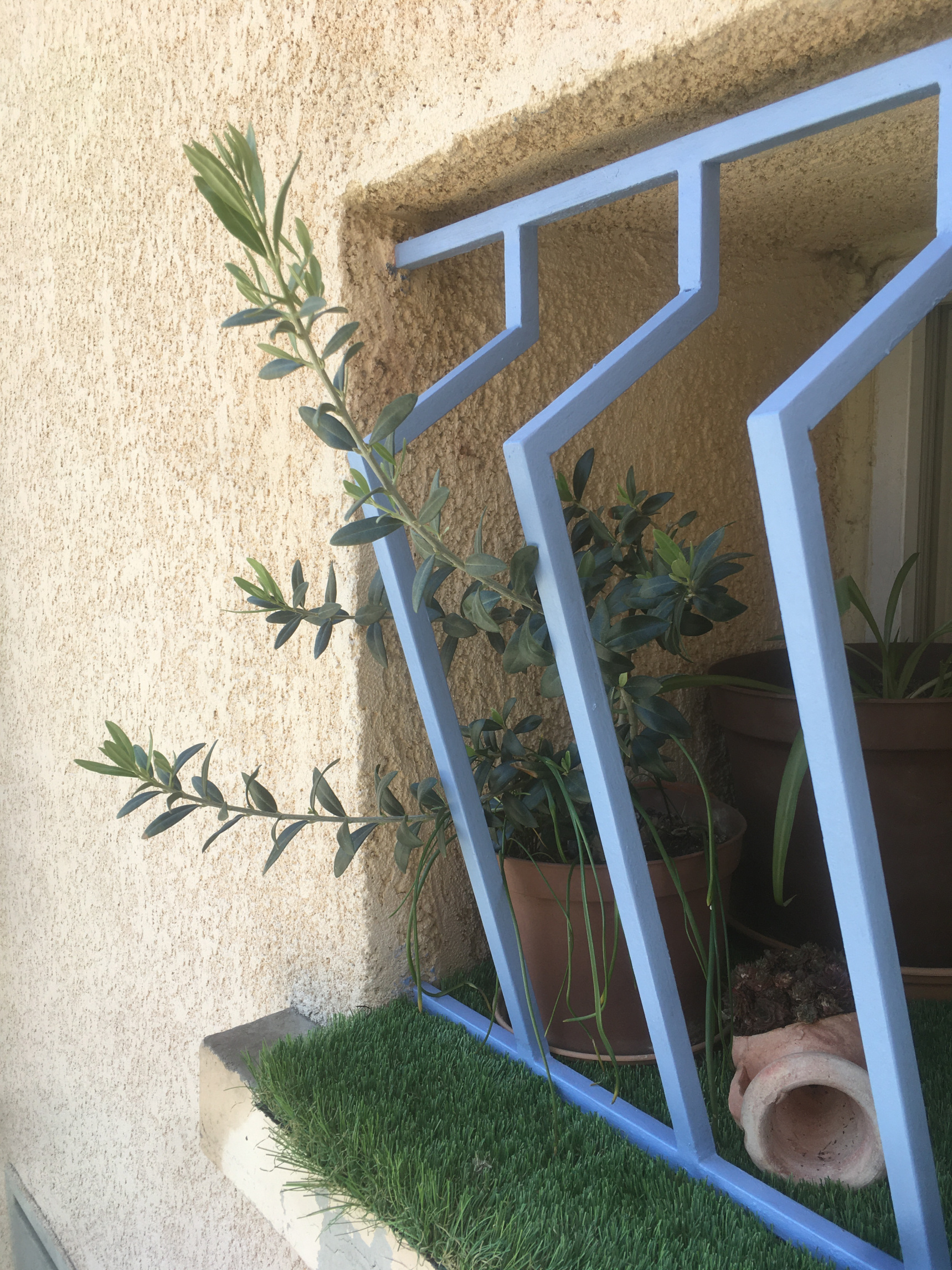 un olivier cherchant la lumière