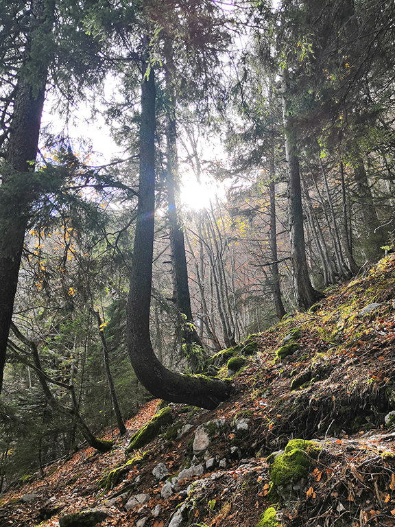Sapin - Bois de Poussebou