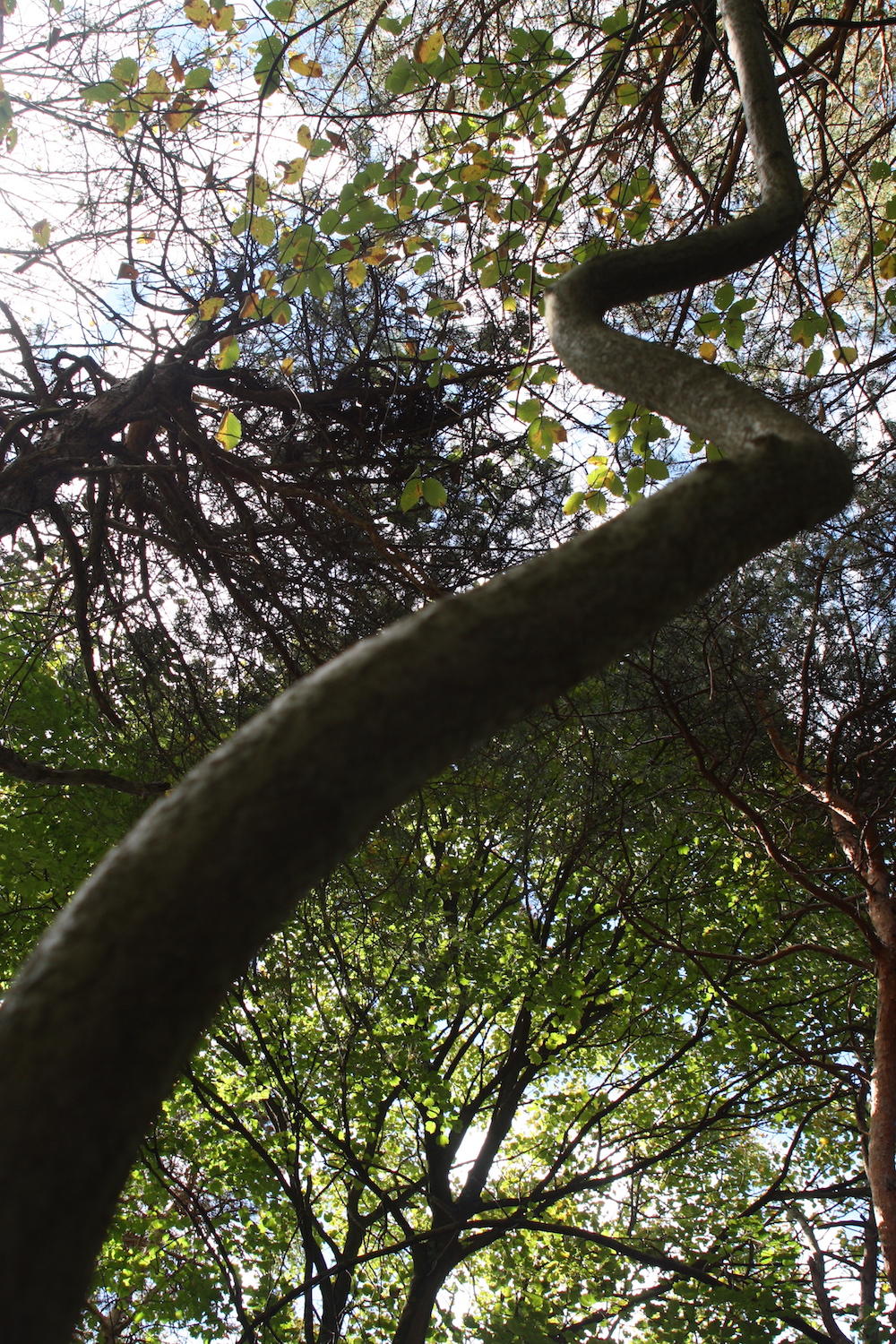 étrange croissance 1