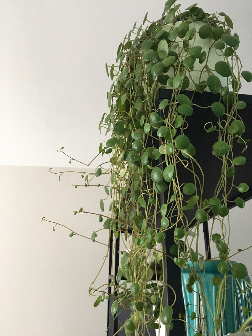 peperomia pepperspot