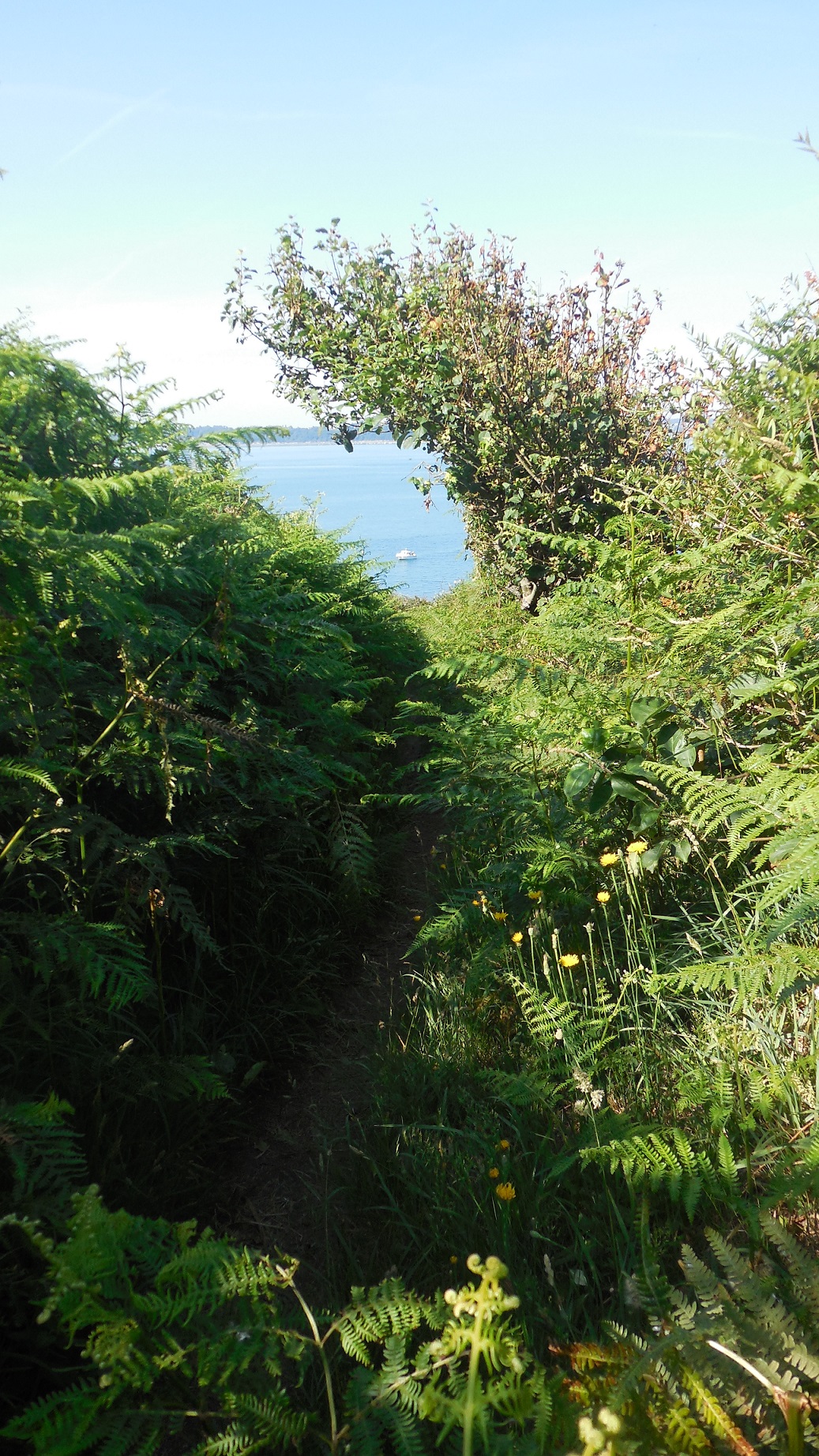 Arbuste penché face à la mer