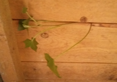 Lierre à l'intérieur d'une cabane