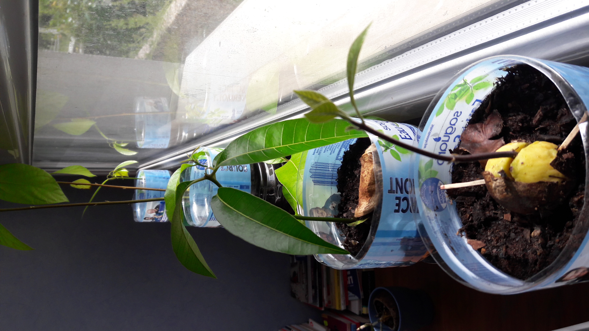 un plant d'avocat près de la fenètre s'oriente  vers la lumière
